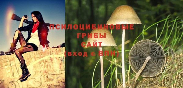 шишки Новокубанск
